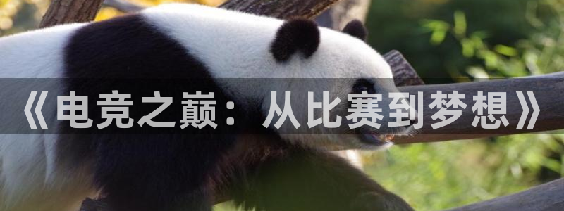 完美电竞对战