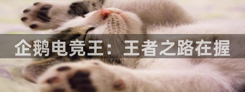 完美电竞世界平台：企鹅电竞王：王者之路在握